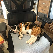 Betty Boo is registered to the contest to win money with this photo: cat, calico_cat, sleeping, chair, office_chair, towel, indoor, home, furniture, wooden_cabinets, floor, relaxing, pet, animal, cozy, domestic, resting, pink_paw_pads, black_white_orange, nap
