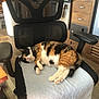 cat, calico_cat, sleeping, chair, office_chair, towel, indoor, home, furniture, wooden_cabinets, floor, relaxing, pet, animal, cozy, domestic, resting, pink_paw_pads, black_white_orange, nap