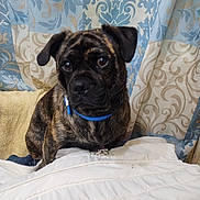 Deedee joined the competition — help win amazing prizes! dog, brindle, blue_collar, pet, indoor, curtain, patterned_curtain, white_jacket, soft_surface, attentive, sitting, portrait, closeup, animal, furry, ears, brown, black, cute, companion