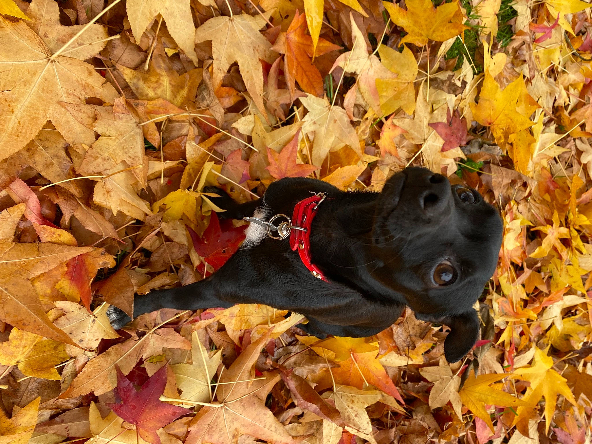 Snoopy a rejoint le concours — aidez-le/la à gagner de superbes lots ! art, canidae, carmine, carnivore, deciduous, dog, dog_breed, fawn, grass, leaf, plant, snout, sporting_group, tail, tints_and_shades, tree, twig, wood, working_animal, yellow