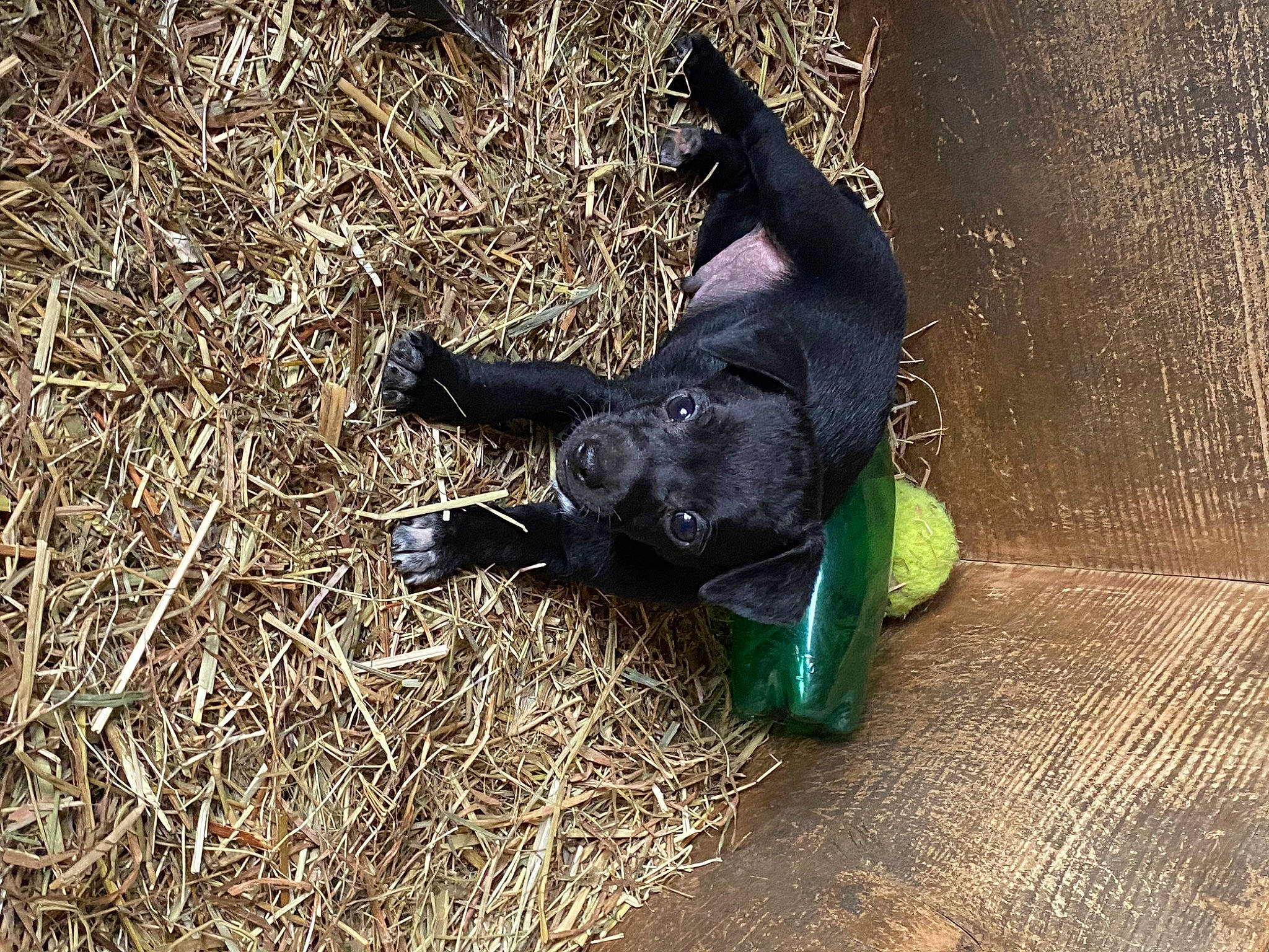 Snoopy a rejoint le concours — aidez-le/la à gagner de superbes lots ! canidae, carnivore, companion_dog, dog, dog_breed, dog_collar, dog_supply, electric_blue, fawn, grass, guard_dog, non_sporting_group, personal_protective_equipment, pet_supply, snout, soil, sporting_group, tail, terrestrial_animal, working_animal