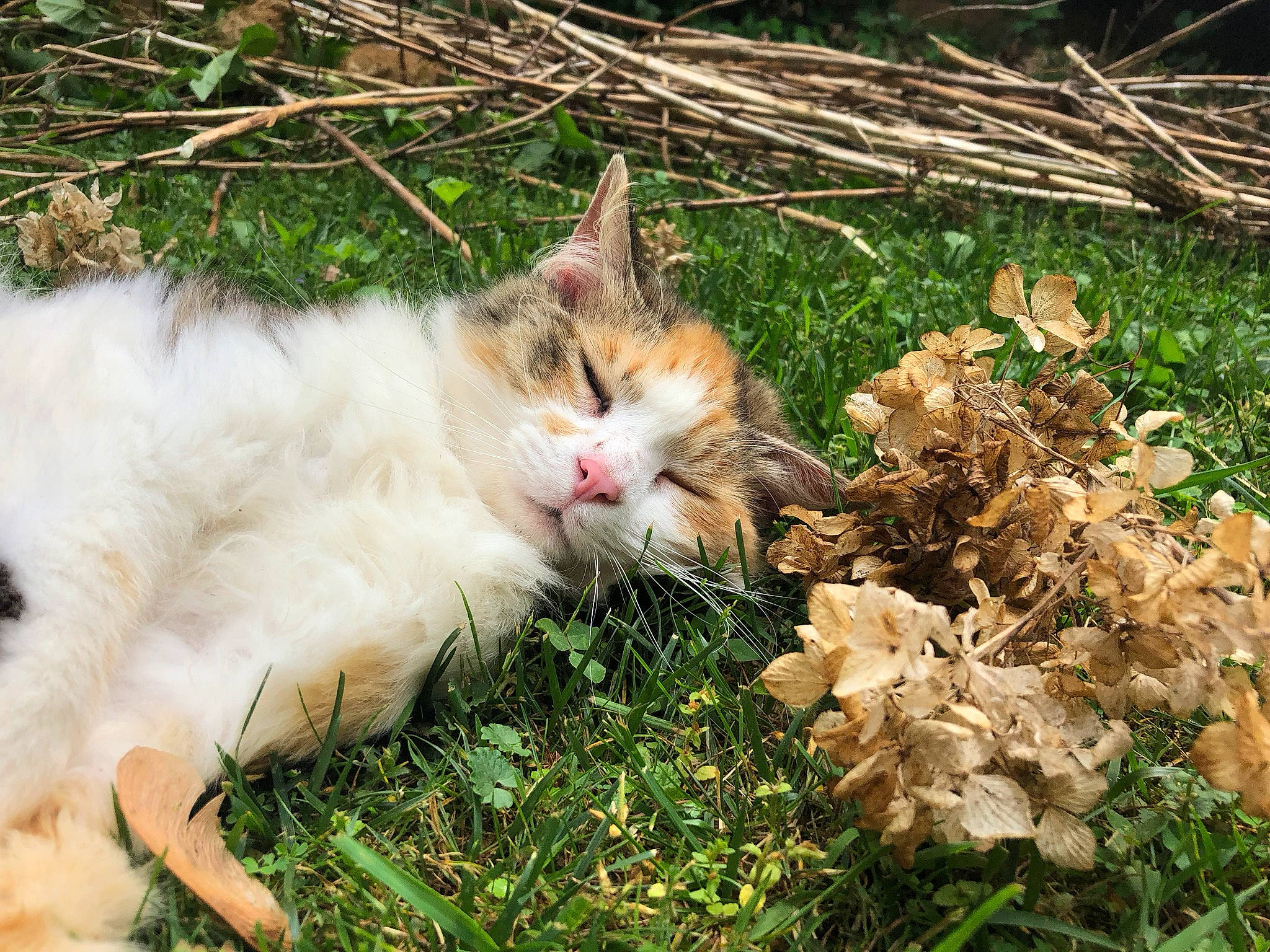 Kitty is registered to the contest to win money with this photo: carnivore, cat, domestic_short_haired_cat, fawn, felidae, fur, grass, groundcover, herb, herbaceous_plant, paw, plant, small_to_medium_sized_cats, tail, terrestrial_animal, tree, vertebrate, whiskers, wildlife, wood