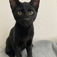 Midnight joined the competition — help win amazing prizes! black_cat, kitten, pet, animal, feline, whiskers, ears, eyes, sitting, indoor, blanket, soft_texture, cute, young, fur, curious, alert, portrait, domestic_cat, front_view