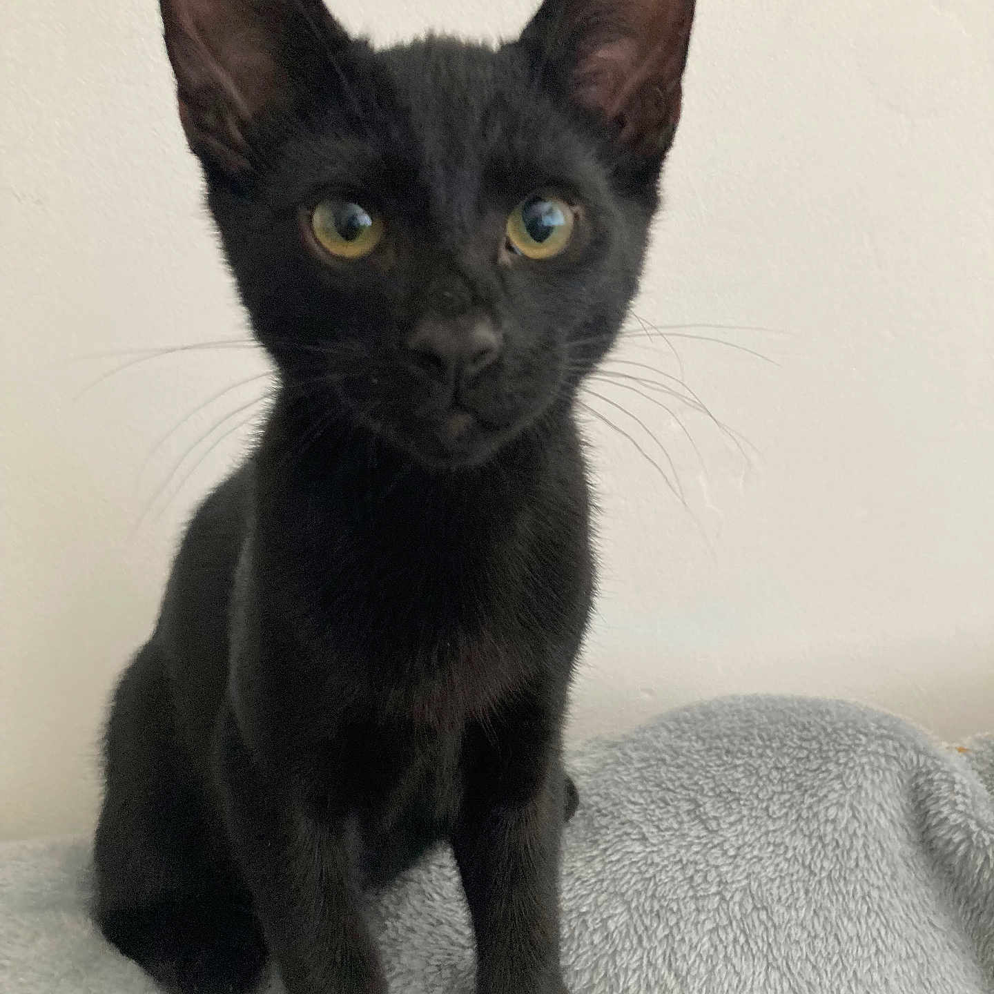 Midnight joined the competition — help win amazing prizes! alert, animal, black_cat, blanket, curious, cute, domestic_cat, ears, eyes, feline, front_view, fur, indoor, kitten, pet, portrait, sitting, soft_texture, whiskers, young