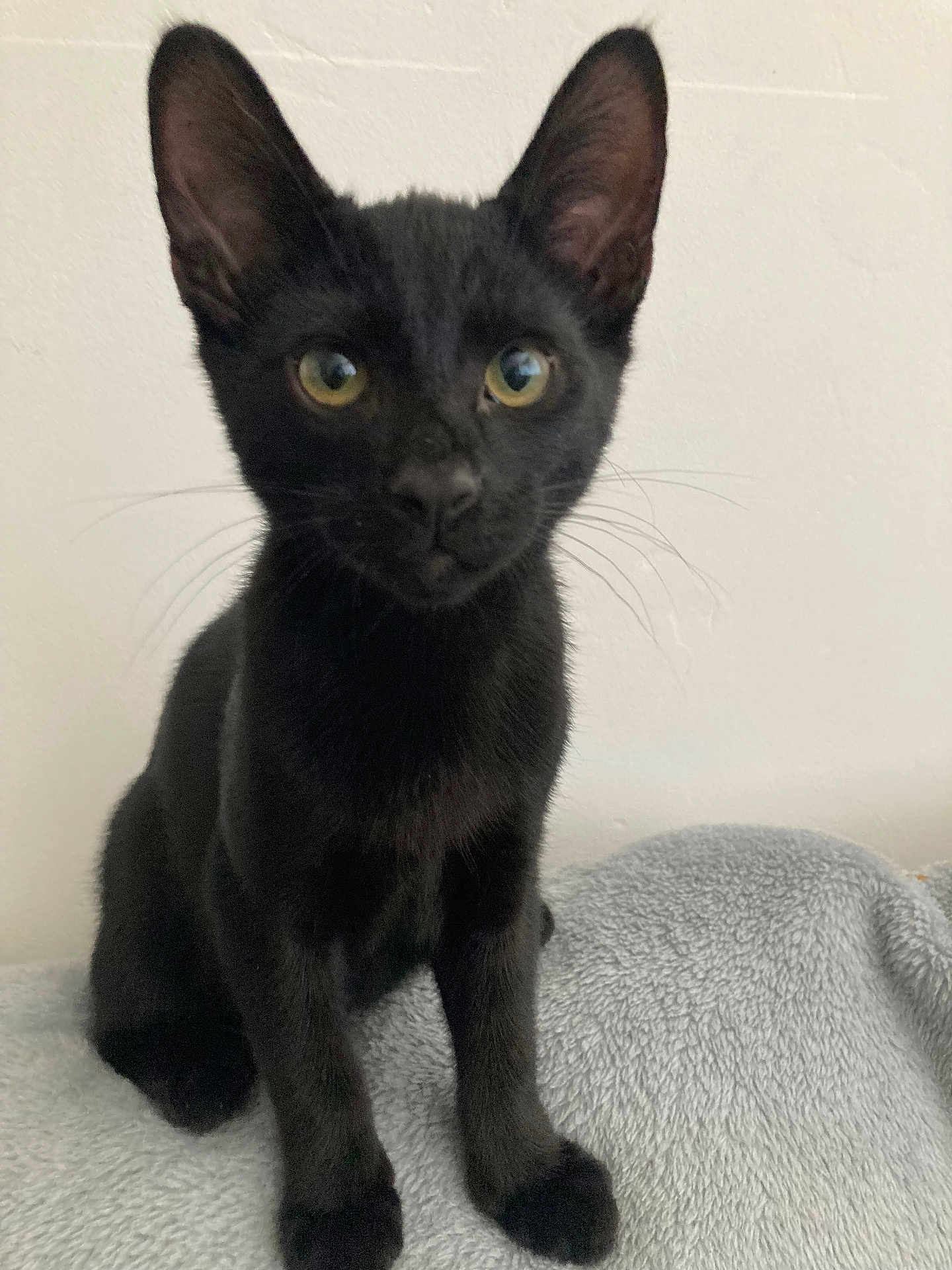 Midnight joined the competition — help win amazing prizes! black_cat, kitten, pet, animal, feline, whiskers, ears, eyes, sitting, indoor, blanket, soft_texture, cute, young, fur, curious, alert, portrait, domestic_cat, front_view