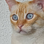 Symba a rejoint le concours — aidez-le/la à gagner de superbes lots ! animal, blue_eyes, cat, close_up, cream_cat, cute, domestic_cat, ears, expression, face, feline, fur, indoor, looking, nose, orange_cat, pet, portrait, texture, whiskers