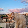 Symba a rejoint le concours — aidez-le/la à gagner de superbes lots ! animal, blue_eyes, buildings, cat, clouds, cream_colored, curious, feline, nature, outdoor, peaceful, perched, pet, quiet, rustic, sky, stone_ledge, sunset, village, whiskers