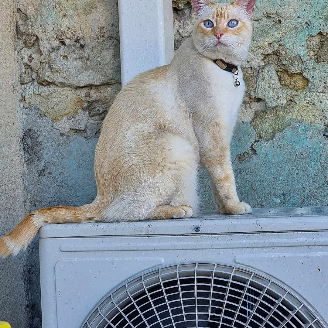 Symba participe au concours pour gagner de l'argent avec cette photo : air_conditioner, alert, animal, blue_eyes, cat, collar, curious, domestic_cat, ears, feline, fur, outdoor, peeling_paint, pet, side_view, sitting, tail, texture, wall, whiskers