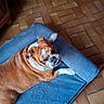 Miss Marple participe au concours pour gagner de l'argent avec cette photo : animal, blue_bed, brown, bulldog, companion, cozy, cute, dog, domestic, fur, home, indoor, paw, pet, portrait, relaxed, resting, sleepy, tile_floor, white