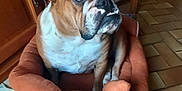 Miss Marple a rejoint le concours — aidez-le/la à gagner de superbes lots ! animal, boxer, bulldog, canine, chair, couch, dog, frenchbulldog, furniture, hardwood, hound, indoors, interiordesign, person, pet, pitbull, puppy, sleeping, wood