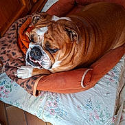 Miss Marple participe au concours pour gagner de l'argent avec cette photo : animal, bed, blanket, bulldog, close_up, comfort, cozy, cute, dog, floor, floral_sheet, fur, indoor, paw, pet, portrait, resting, sleepy, tile, wooden_cabinet