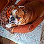 animal, bed, blanket, bulldog, close_up, comfort, cozy, cute, dog, floor, floral_sheet, fur, indoor, paw, pet, portrait, resting, sleepy, tile, wooden_cabinet