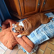 Miss Marple a rejoint le concours — aidez-le/la à gagner de superbes lots ! animal, bed, blue_curtains, brown, bulldog, comfort, cozy, cushion, dog, domestic, fur, home, indoor, pet, relaxed, resting, sleeping, tile_floor, white, wooden_cabinet