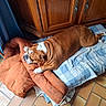 animal, bed, blue_curtains, brown, bulldog, comfort, cozy, cushion, dog, domestic, fur, home, indoor, pet, relaxed, resting, sleeping, tile_floor, white, wooden_cabinet