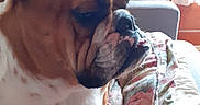 Miss Marple a rejoint le concours — aidez-le/la à gagner de superbes lots ! animal, back, blanket, bodypart, boxer, bulldog, canine, couch, dog, face, frenchbulldog, furniture, head, hound, person, pet, pitbull, puppy, quilt, sleeping