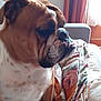 Miss Marple a rejoint le concours — aidez-le/la à gagner de superbes lots ! animal, back, blanket, bodypart, boxer, bulldog, canine, couch, dog, face, frenchbulldog, furniture, head, hound, person, pet, pitbull, puppy, quilt, sleeping