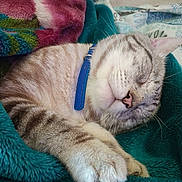 Azule is registered to the contest to win money with this photo: cat, sleeping, blanket, fur, collar, paw, indoor, cozy, rest, pet, cute, animal, feline, whiskers, nap, soft, comfort, closeup, relax, domestic