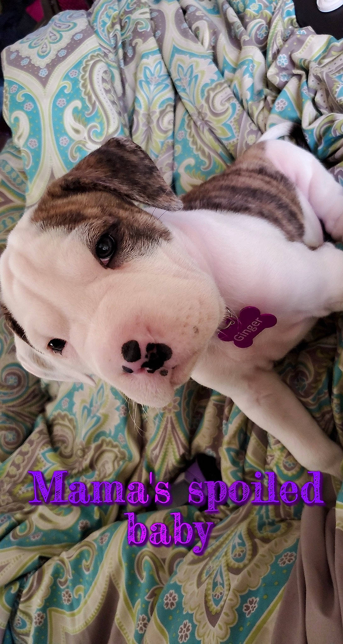 Ginger is registered to the contest to win money with this photo: canidae, carnivore, collar, companion_dog, dog, dog_breed, linens, non_sporting_group, pattern, pet_supply, photo_caption, pink, snout, sporting_group, teal, turquoise, violet, whiskers, working_animal, working_dog