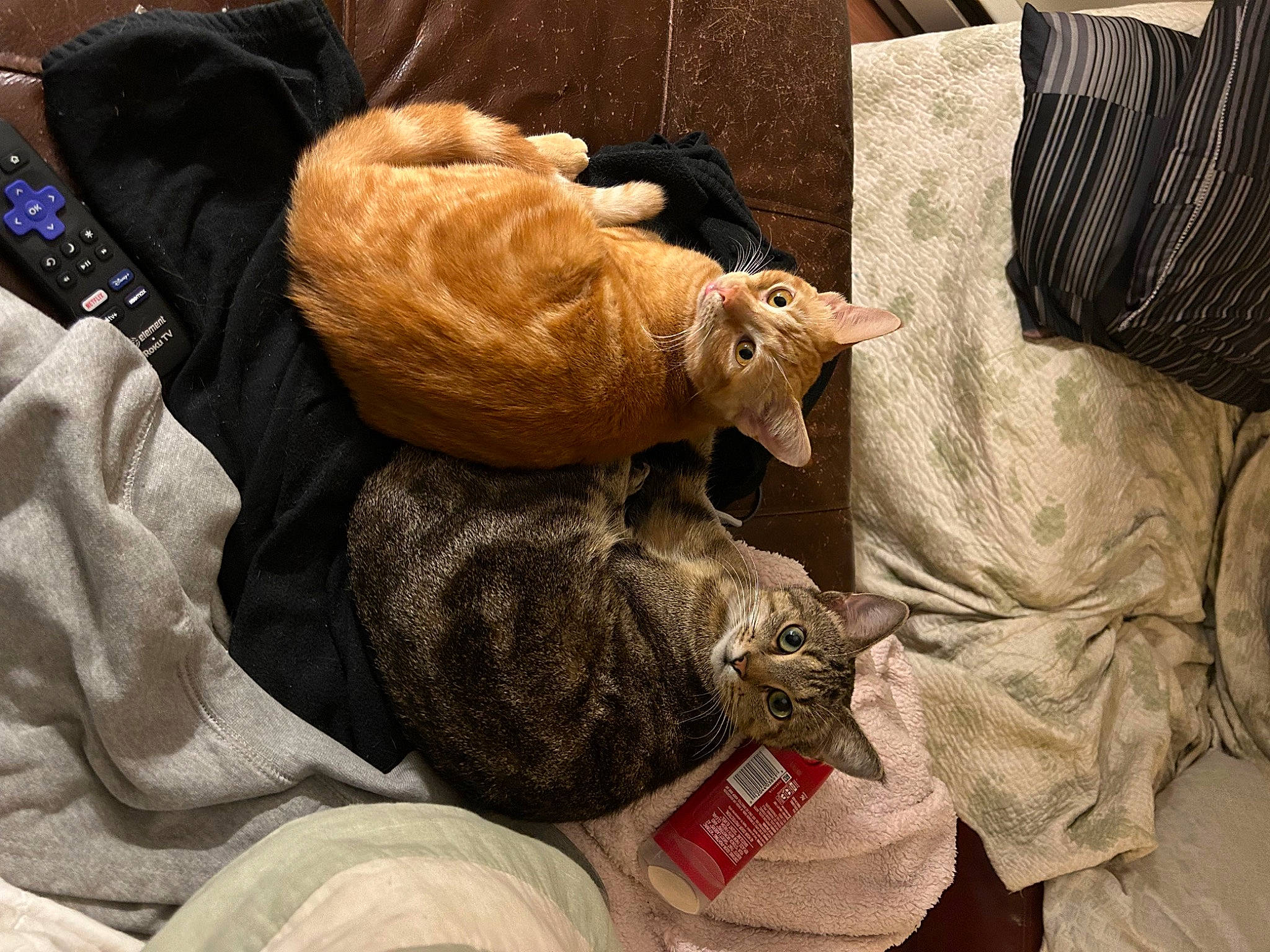 Sassafras And Simba is registered to the contest to win money with this photo: bag, cat, claw, comfort, domestic_short_haired_cat, felidae, fur, human_leg, linens, nail, nap, room, small_to_medium_sized_cats, sporting_group, tail, whiskers, wood, wool, wrinkle, wrist