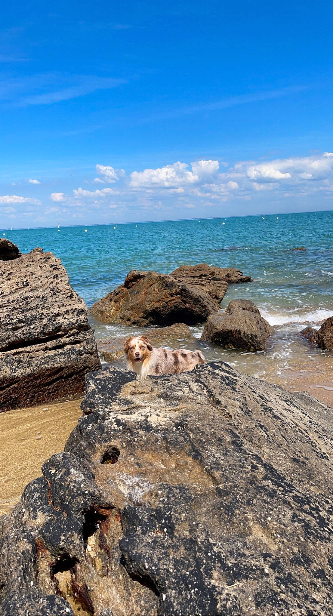 Pumbaa a rejoint le concours — aidez-le/la à gagner de superbes lots ! beach, bedrock, calm, carnivore, cloud, coast, coastal_and_oceanic_landforms, dog, formation, headland, horizon, klippe, landscape, ocean, sky, sporting_group, water, wilderness, wind_wave, wood