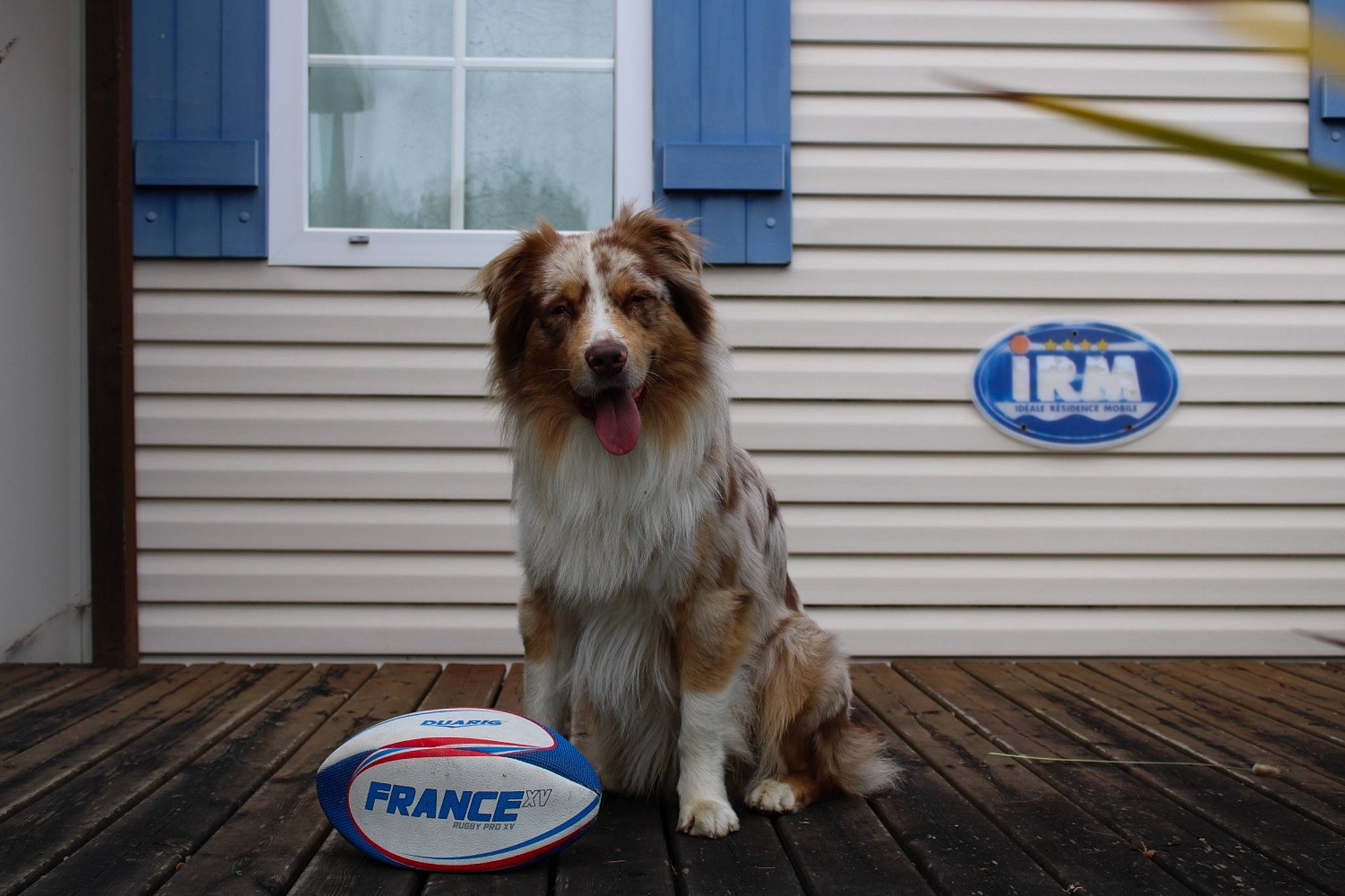 Pumbaa participe au concours pour gagner de l'argent avec cette photo : building, carnivore, companion_dog, dog, dog_breed, dog_supply, door, flooring, fur, hardwood, liver, logo, siding, small_terrier, sporting_group, terrier, toy_dog, window, wood, working_dog