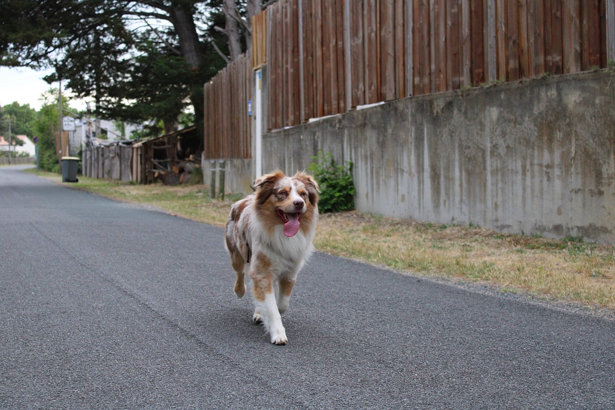 Pumbaa participe au concours pour gagner de l'argent avec cette photo : asphalt, carnivore, collar, companion_dog, dog, dog_breed, fawn, fence, grass, king_charles_spaniel, leash, plant, road, road_surface, sidewalk, sky, snout, sporting_group, tail, tree