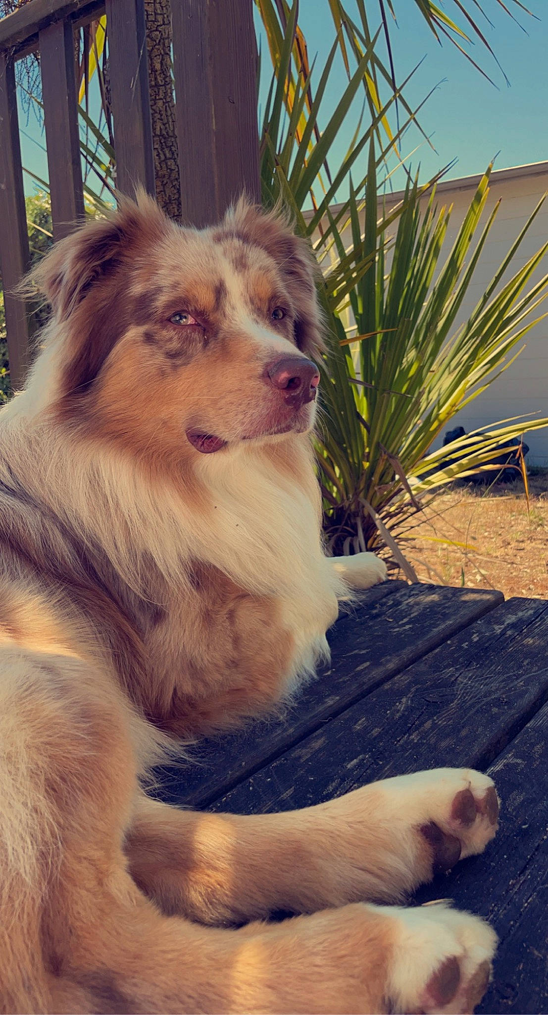 Pumbaa participe au concours pour gagner de l'argent avec cette photo : arecales, canidae, carnivore, companion_dog, dog, dog_breed, fawn, fur, grass, happy, herding_dog, palm_tree, paw, plant, sky, snout, spitz, sporting_group, whiskers, working_dog