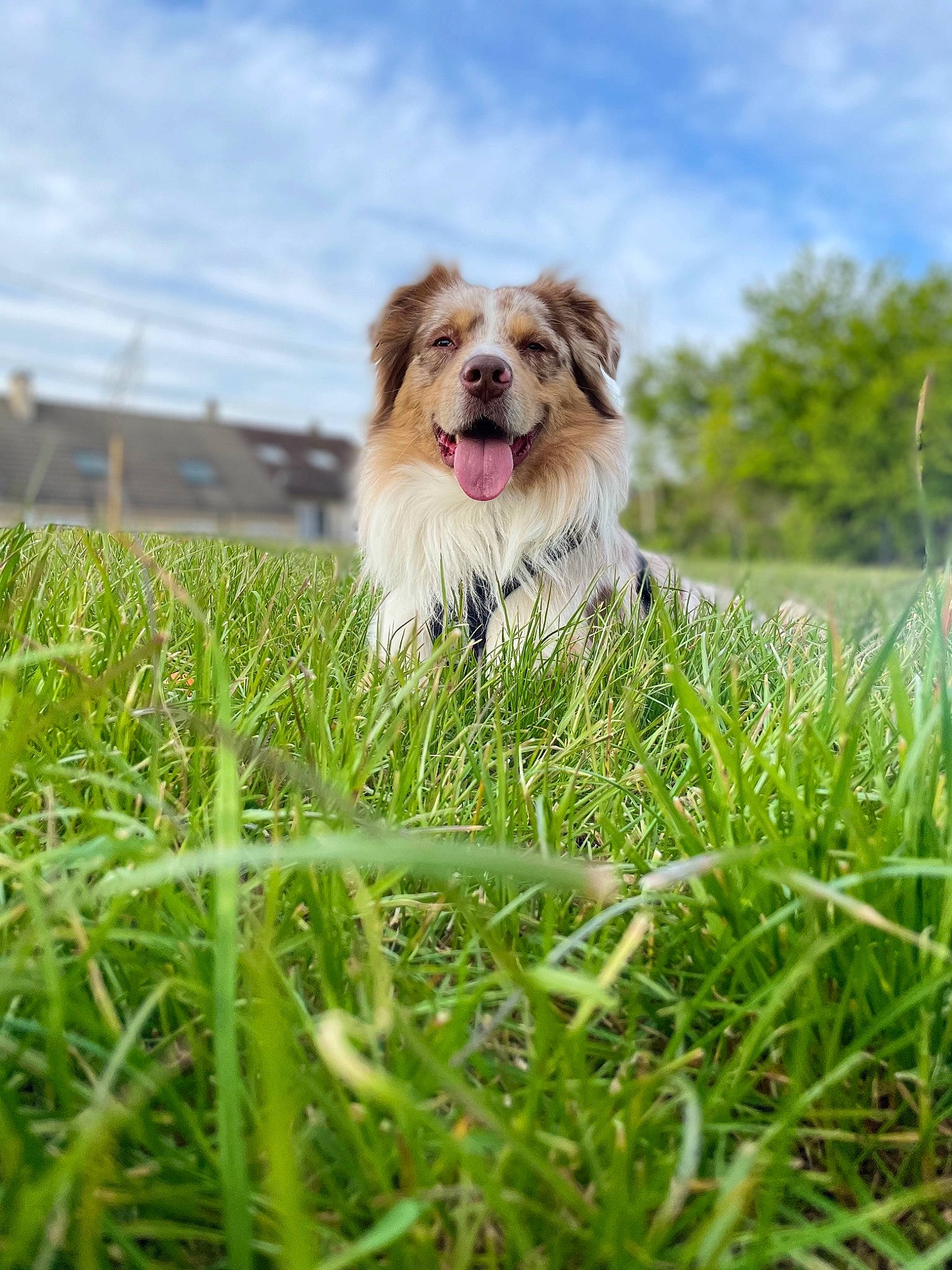 Pumbaa participe au concours pour gagner de l'argent avec cette photo : canidae, carnivore, cloud, companion_dog, dog, dog_breed, dog_supply, fawn, field, grass, grassland, happy, lawn, liver, magenta, plant, sky, sporting_group, toy_dog, tree