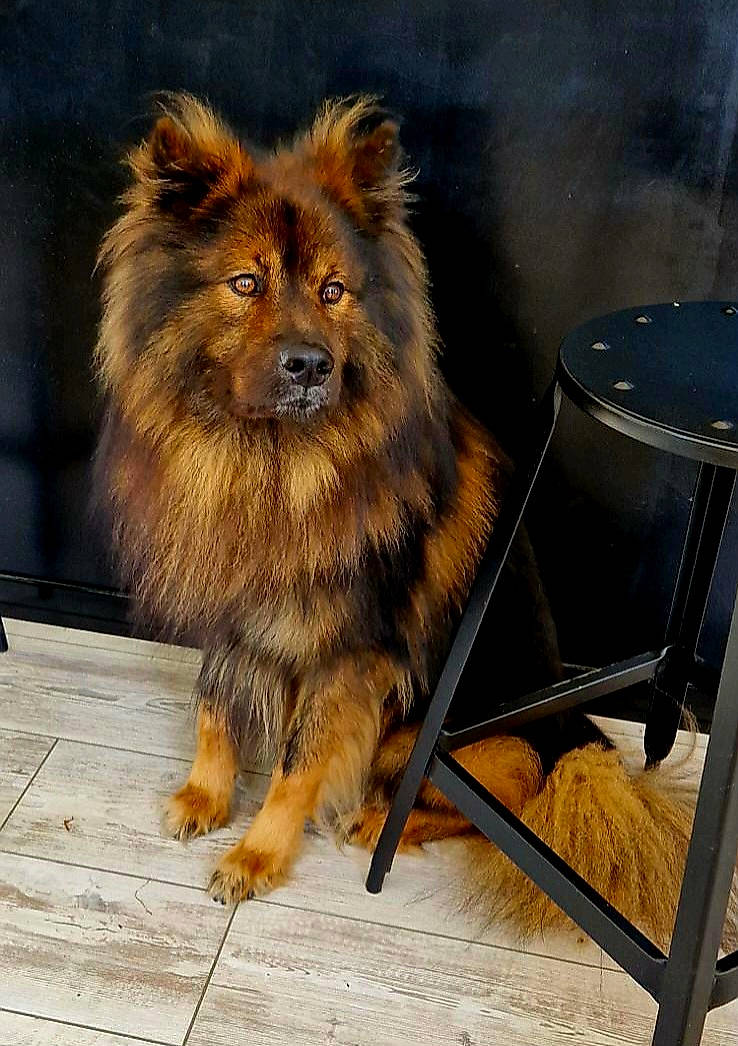 Percy Jackson a rejoint le concours — aidez-le/la à gagner de superbes lots ! canidae, carnivore, companion_dog, dog_breed, felidae, flooring, fur, gas, hardwood, masai_lion, metal, snout, terrestrial_animal, whiskers, wildlife, wood