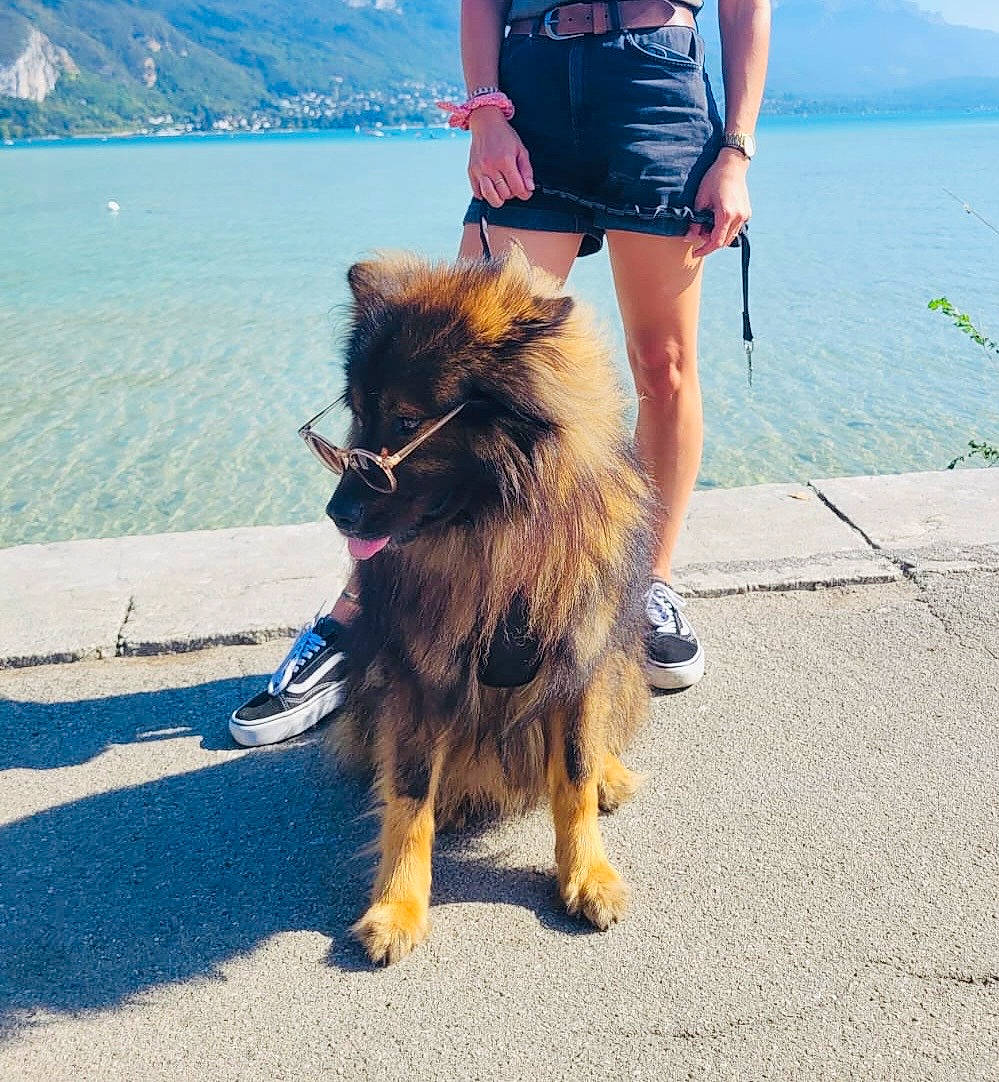 Percy Jackson a rejoint le concours — aidez-le/la à gagner de superbes lots ! australian_terrier, canidae, carnivore, companion_dog, dog, dog_breed, electric_blue, fawn, fur, herding_dog, human_leg, lake, leash, luggage_and_bags, sky, small_terrier, spitz, sporting_group, toy_dog, water