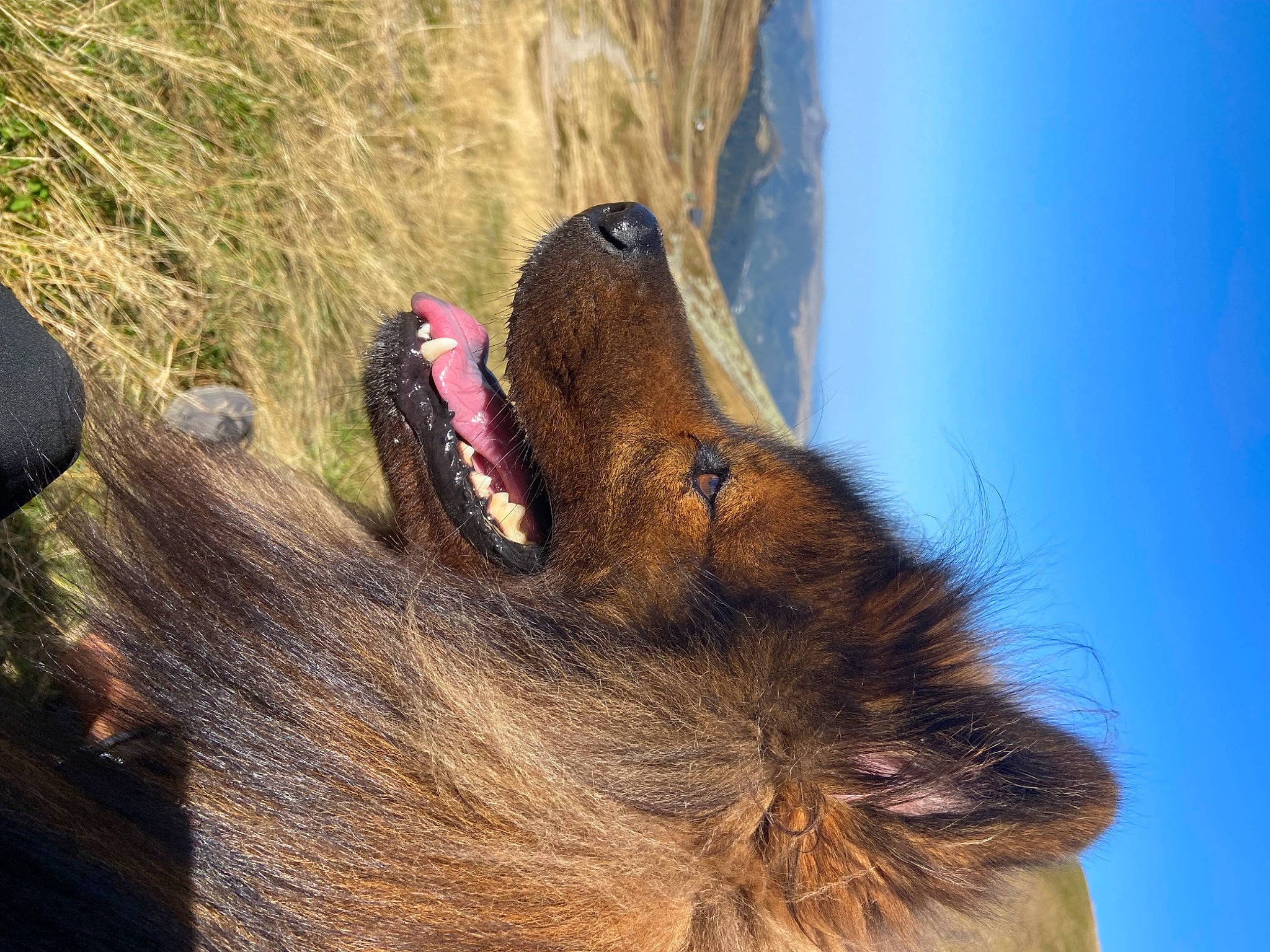 Percy Jackson a rejoint le concours — aidez-le/la à gagner de superbes lots ! canidae, carnivore, claw, dog_breed, fawn, foot, fur, liver, mustelidae, paw, plant, sky, snout, sporting_group, tail, terrestrial_animal, whiskers, wildlife