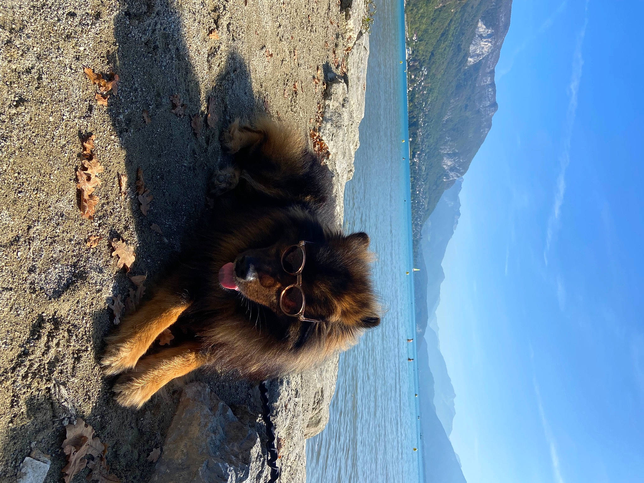 Percy Jackson participe au concours pour gagner de l'argent avec cette photo : bear, carnivore, dog_breed, fur, mountain, plant, rock, sky, slope, snout, soil, tail, terrestrial_animal, trunk, water, wildlife, wood, working_animal