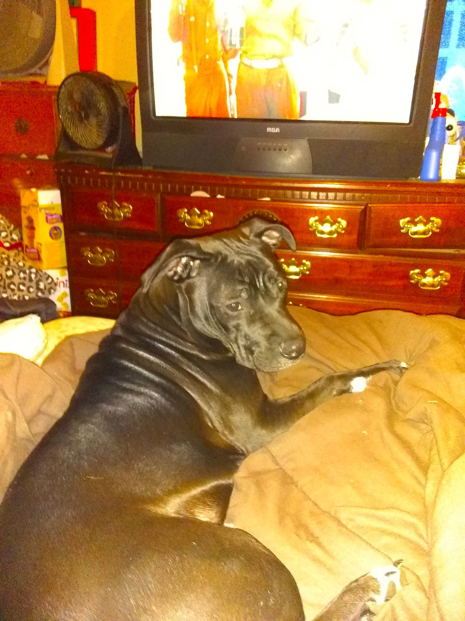 Pepper is registered to the contest to win money with this photo: art, big_cats, cable_television, carnivore, comfort, couch, dog_breed, electronic_device, entertainment_center, fawn, felidae, living_room, picture_frame, sculpture, snout, statue, television, television_set, terrestrial_animal, wood