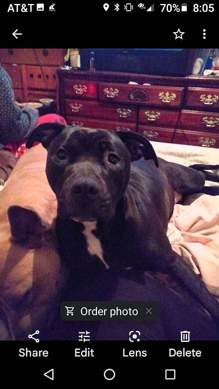 Pepper is registered to the contest to win money with this photo: bookcase, carnivore, chest_of_drawers, cloud, comfort, companion_dog, couch, dog, dog_breed, font, fur, guard_dog, happy, night, photo_caption, room, shelf, sky, square, working_animal