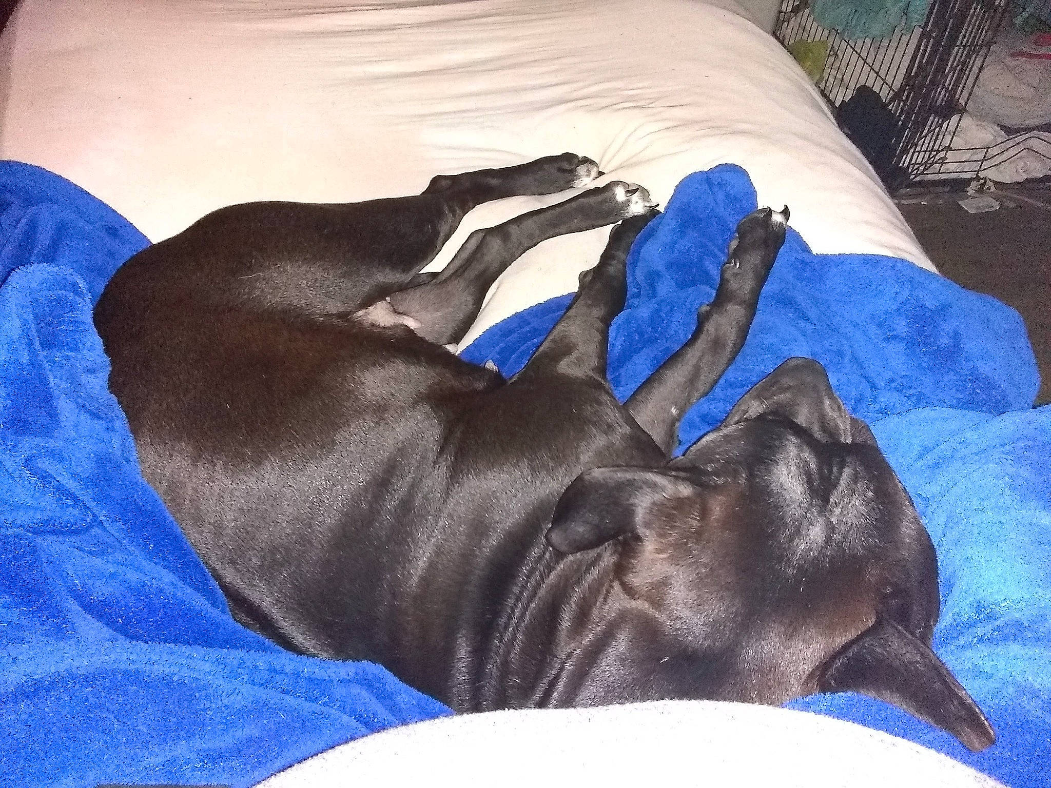 Pepper joined the competition — help win amazing prizes! canidae, carnivore, comfort, companion_dog, dog, dog_breed, dog_supply, electric_blue, fawn, fur, grey, guard_dog, linens, liver, nap, sleep, sporting_group, terrestrial_animal, working_animal