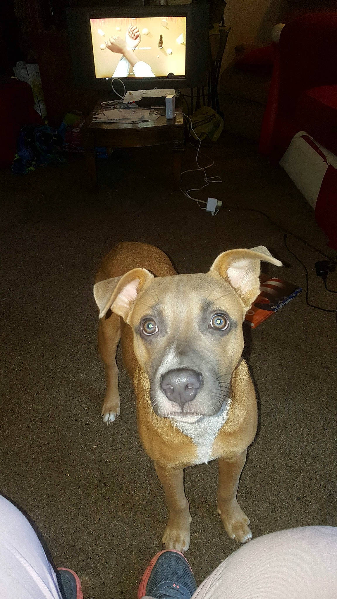 Chop is registered to the contest to win money with this photo: canidae, carnivore, chair, companion_dog, computer_keyboard, couch, dog, dog_breed, fawn, flooring, guard_dog, hardwood, home_appliance, lamp, pet_supply, snout, sporting_group, television, whiskers, working_animal