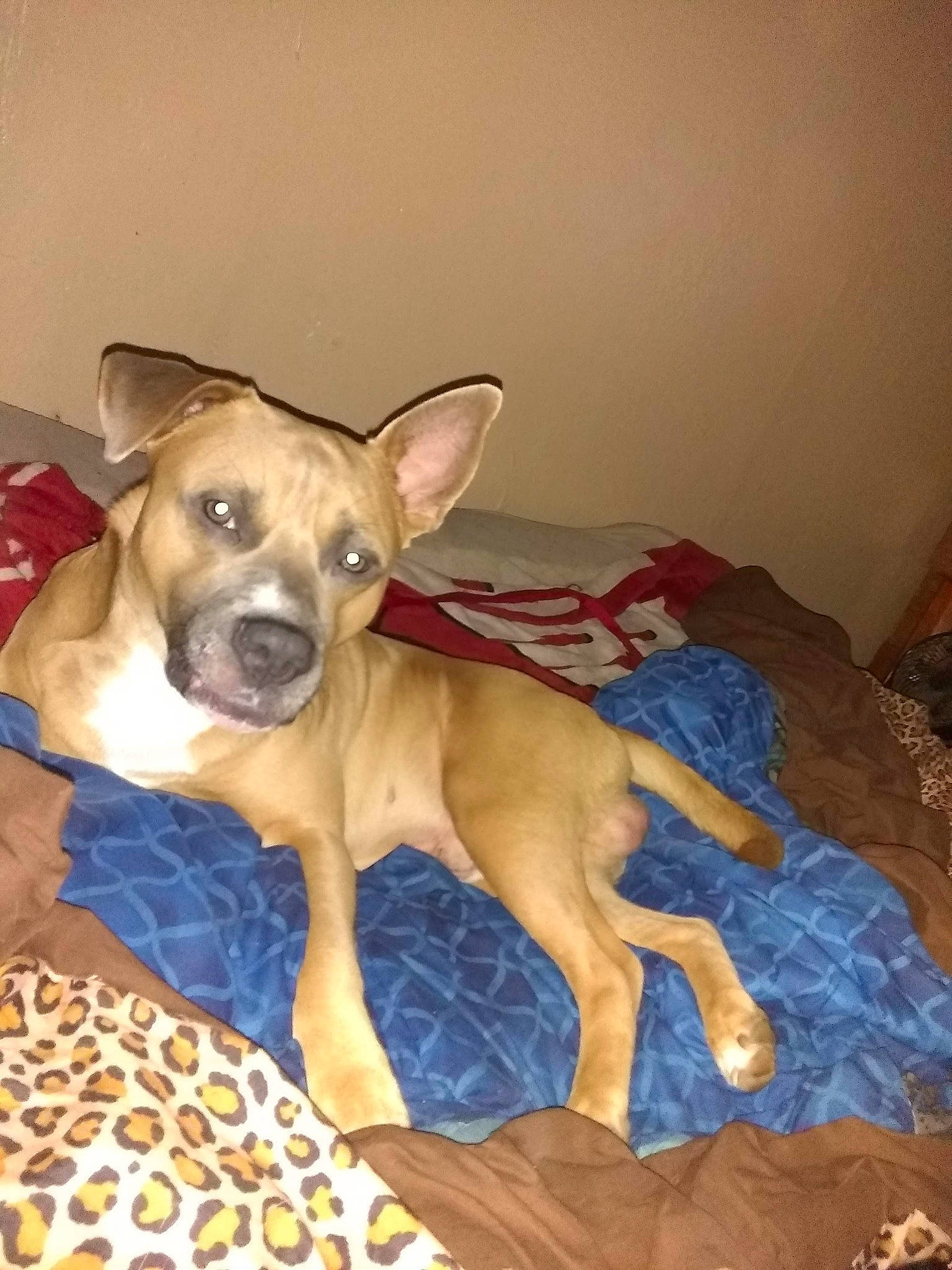 Chop is registered to the contest to win money with this photo: bored, canidae, carnivore, comfort, companion_dog, dog, dog_breed, dog_supply, ear, fawn, non_sporting_group, paw, pet_supply, puppy, snout, sporting_group, terrestrial_animal, toy_dog, whiskers, working_animal