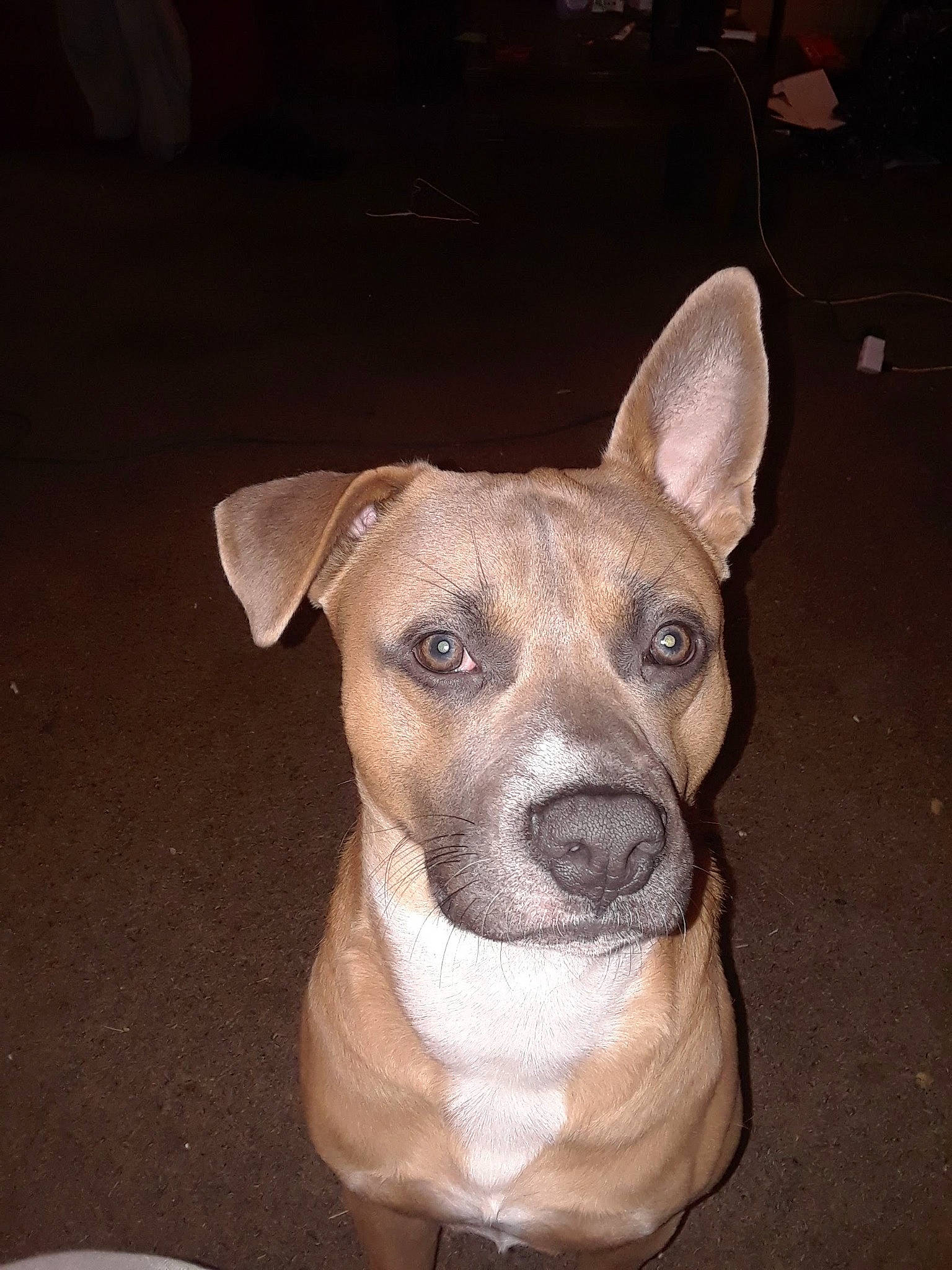 Chop joined the competition — help win amazing prizes! ancient_dog_breeds, canidae, carnivore, collar, companion_dog, dog, dog_breed, dog_collar, ear, eye, fawn, non_sporting_group, pet_supply, serveware, snout, sporting_group, terrestrial_animal, toy_dog, whiskers, working_animal