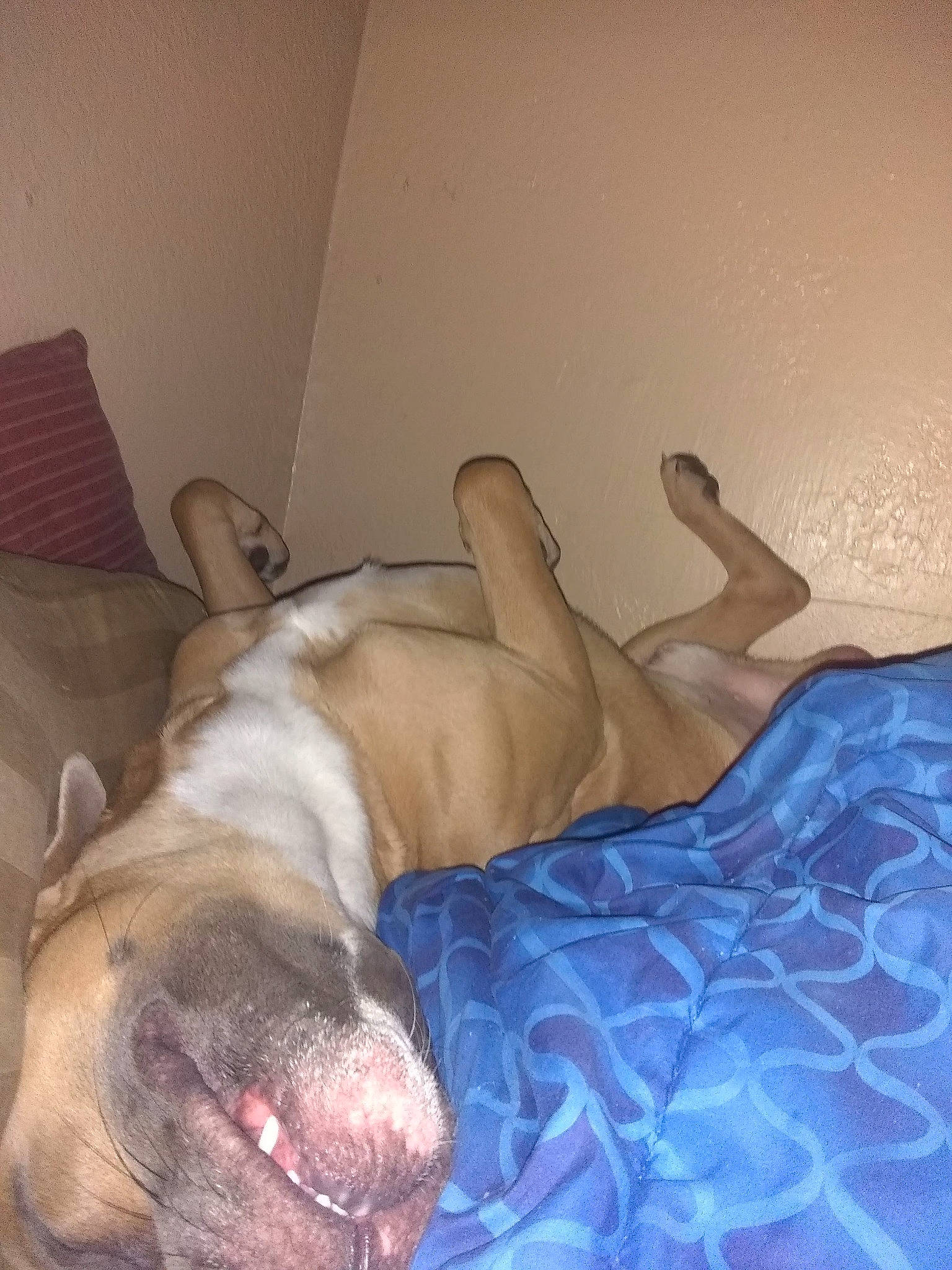 Chop joined the competition — help win amazing prizes! carnivore, chest, comfort, companion_dog, dog, dog_breed, fawn, flesh, foot, gesture, human_leg, jaw, linens, liver, paw, snout, sporting_group, whiskers, working_animal, wrinkle