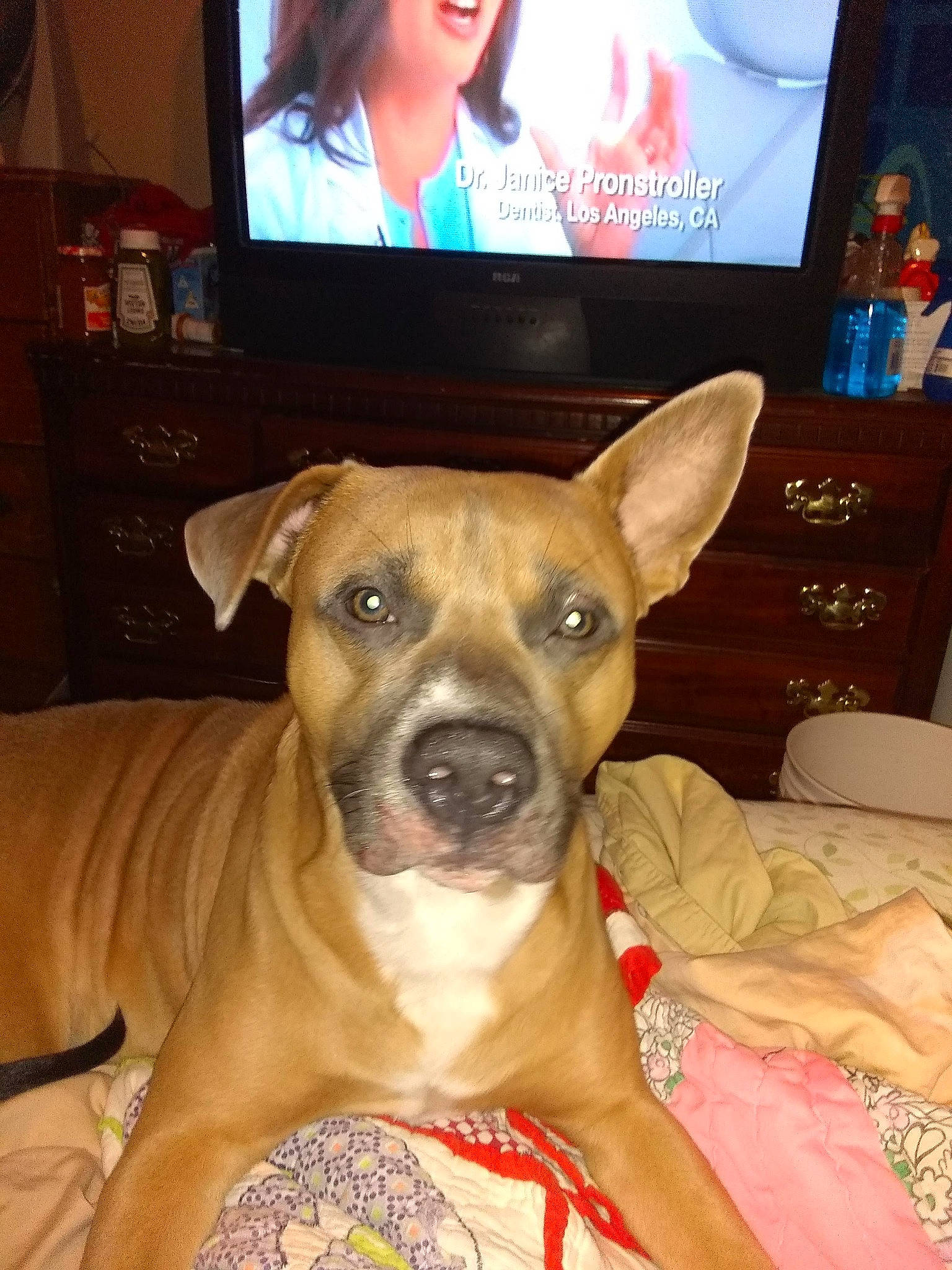 Chop joined the competition — help win amazing prizes! boxer, cabinetry, cable_television, canidae, carnivore, chest_of_drawers, companion_dog, display_device, dog, dog_breed, drawer, fawn, furniture, picture_frame, snout, sporting_group, television, television_set, whiskers, working_animal