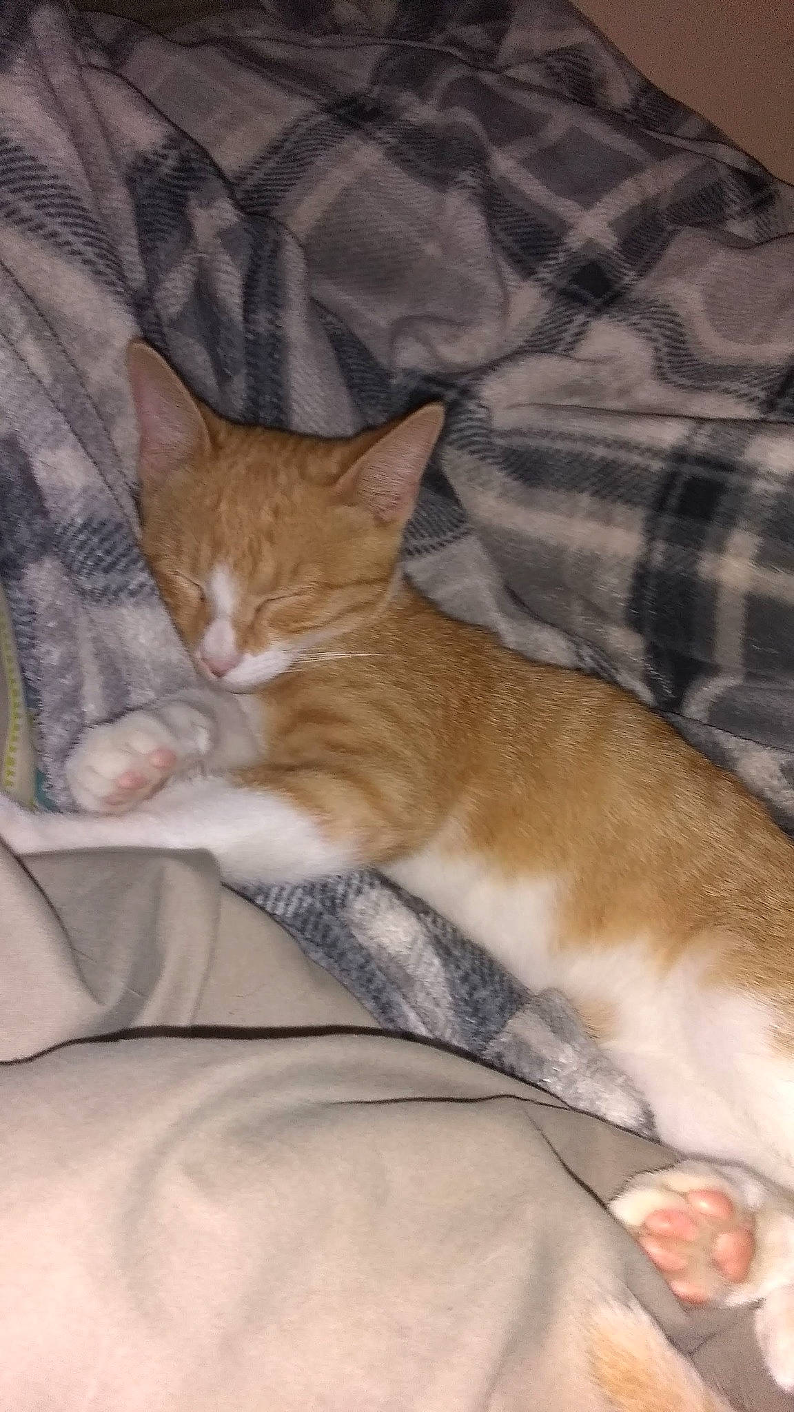 Tigger joined the competition — help win amazing prizes! bed, bed_sheet, bedding, carnivore, cat, claw, comfort, couch, domestic_short_haired_cat, fawn, felidae, fur, human_leg, linens, paw, small_to_medium_sized_cats, tail, tree, whiskers, wood