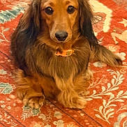 Molly is registered to the contest to win money with this photo: dog, dachshund, pet, long_hair, brown_fur, collar, sitting, paws, eyes, nose, face, indoor, rug, patterned_rug, home_interior, looking_at_camera, portrait, furry, cute, relaxed