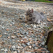 Ozzy is registered to the contest to win money with this photo: alert, animal, brick_wall, cat, curious, daylight, fur, gravel, gray_cat, house, mammal, nature, outdoor, pet, pine_needles, resting, rocks, side_view, trees, wildlife