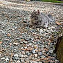 alert, animal, brick_wall, cat, curious, daylight, fur, gravel, gray_cat, house, mammal, nature, outdoor, pet, pine_needles, resting, rocks, side_view, trees, wildlife