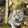 Ozzy joined the competition — help win amazing prizes! cat, gray_cat, fluffy_fur, green_eyes, forest, moss, tree_trunk, leaves, outdoor, nature, wildlife, animal, walking, sunlight, close_up, mammal, pet, curious, whiskers, tail
