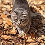 cat, grey_cat, animal, autumn, leaves, outdoor, nature, fall, wildlife, fur, green_eyes, walking, closeup, soft_light, daylight, mammal, pet, curious, ground, forest_floor