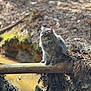 Ozzy is registered to the contest to win money with this photo: cat, gray_cat, fluffy, animal, outdoor, forest, log, creek, water, nature, wildlife, curious, perched, moss, leaves, branches, daylight, mammal, feline, alert