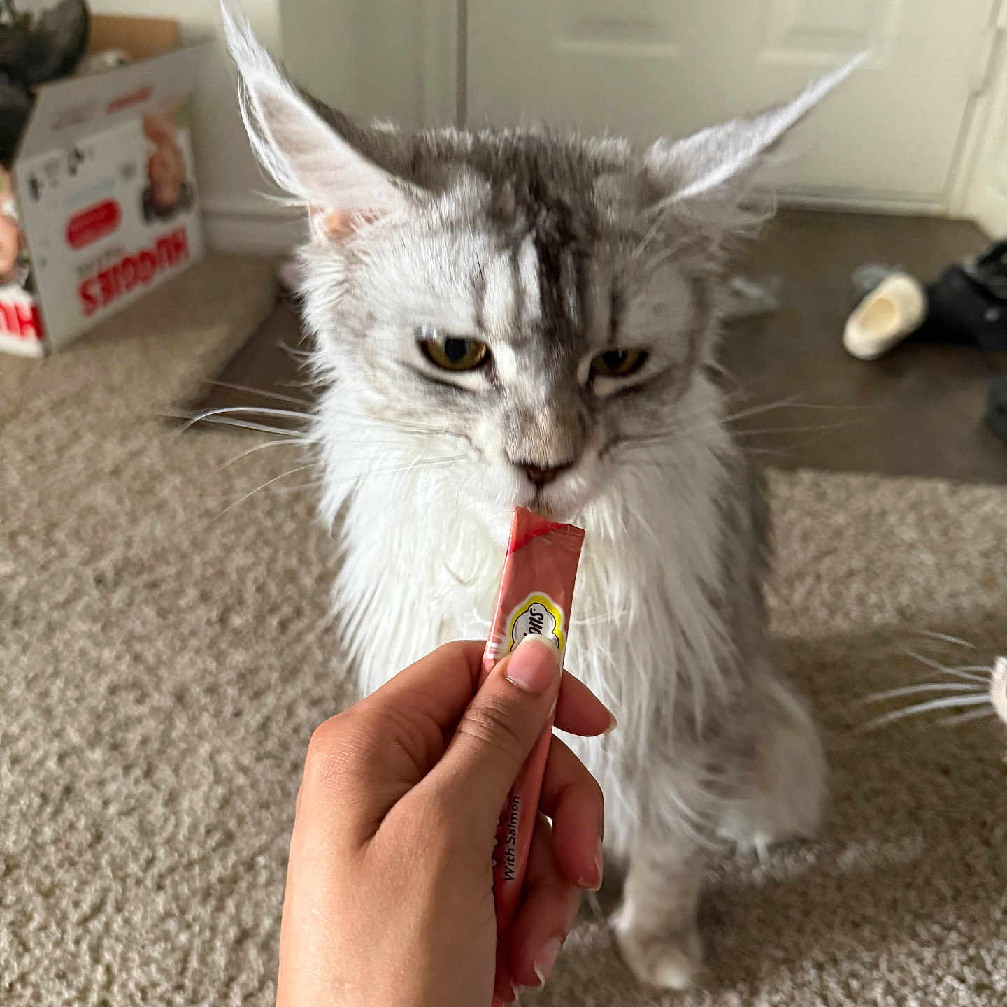 Mikasa joined the competition — help win amazing prizes! abyssinian, accessories, angora, animal, bodypart, brush, cat, clothing, finger, footwear, hand, hardwood, indoors, interiordesign, kitten, person, pet, shoe, strap, wood