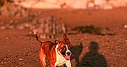 Chanelle participe au concours pour gagner de l'argent avec cette photo : animal, beach, brown, collar, dog, ears_flapping, energetic, ground, happy, nature, outdoor, pet, playful, rocks, running, shadow, sunlight, sunset, tongue_out, white