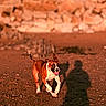 Chanelle participe au concours pour gagner de l'argent avec cette photo : dog, running, beach, shadow, sunlight, rocks, outdoor, happy, pet, brown, white, collar, playful, sunset, nature, ground, animal, energetic, tongue_out, ears_flapping